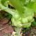 新鲜榨菜新鲜儿菜大量供应