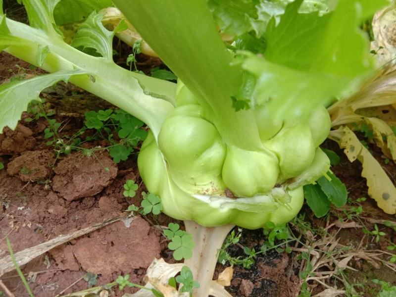 新鲜榨菜新鲜儿菜大量供应
