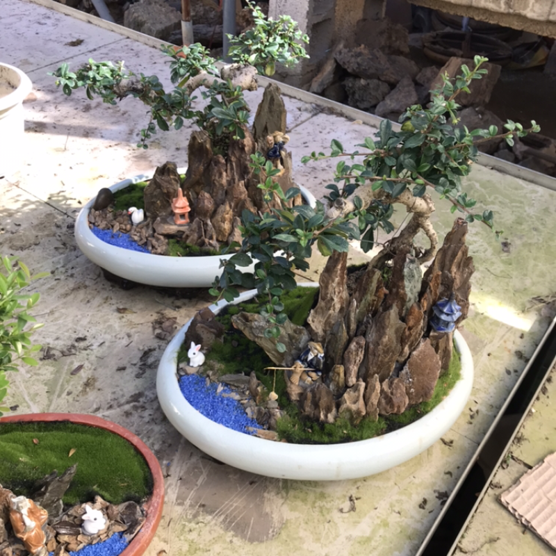 艺术盆景