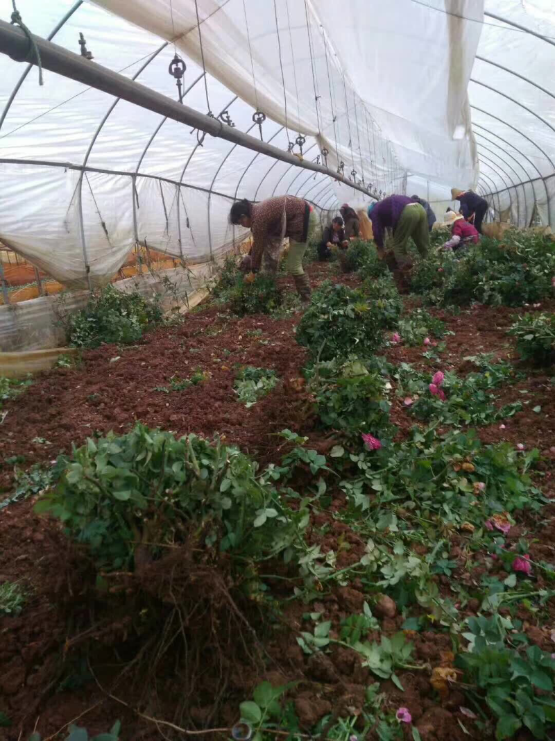 玫瑰大、小苗全国发货
