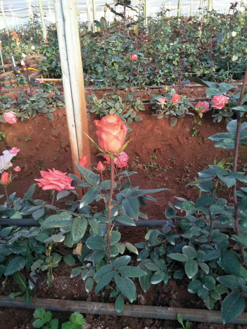 玫瑰大、小苗全国发货