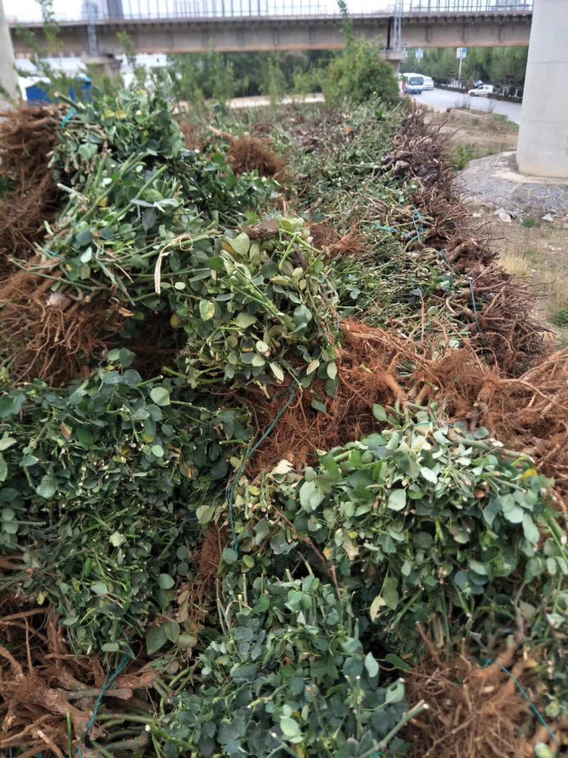 玫瑰大、小苗全国发货