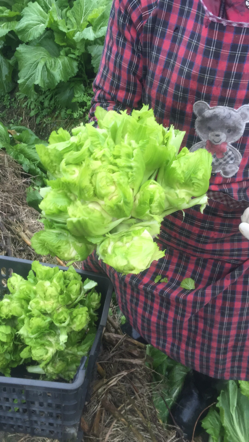 儿菜量大优质