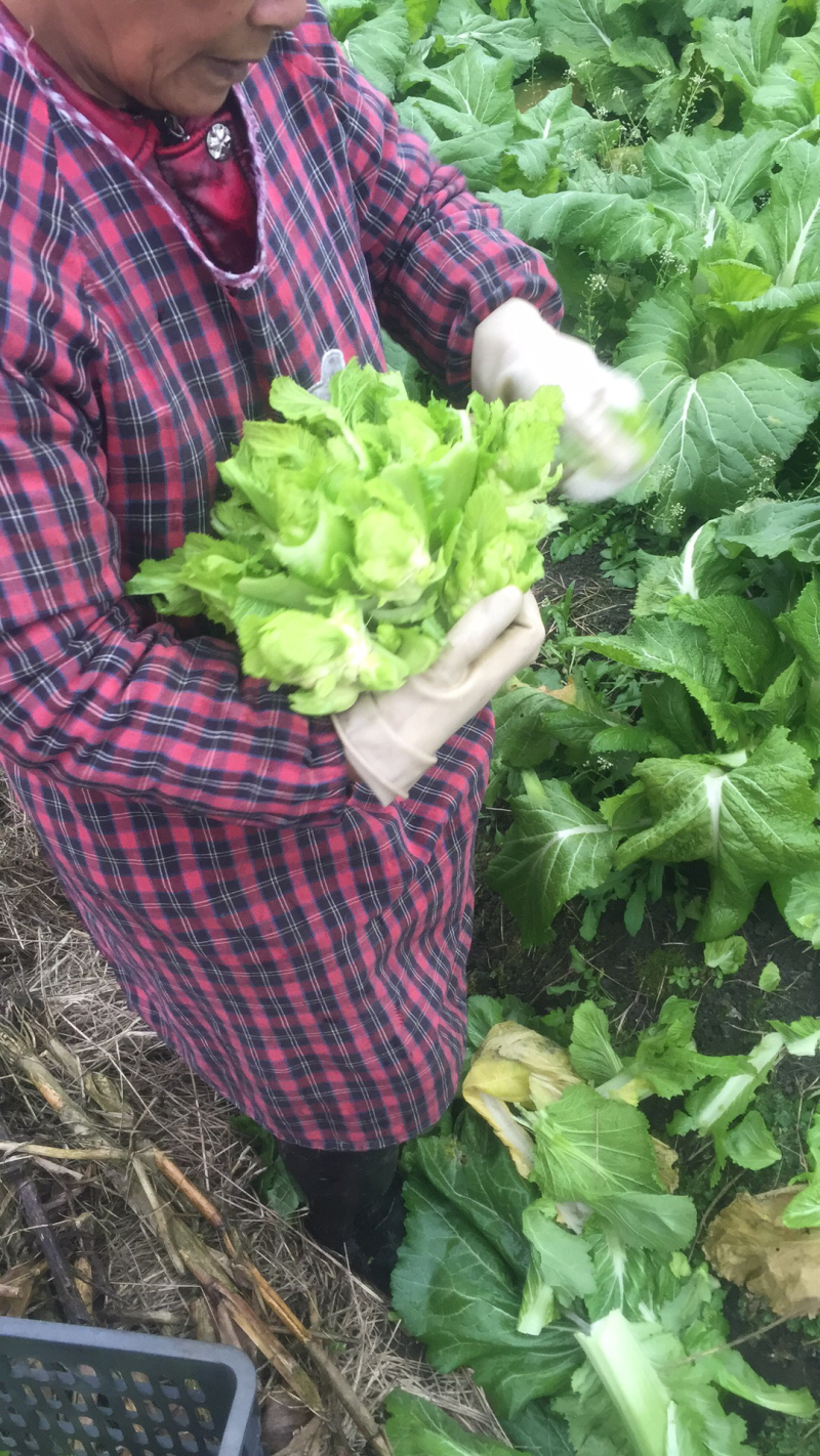 儿菜量大优质