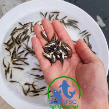 加州鲈鱼苗