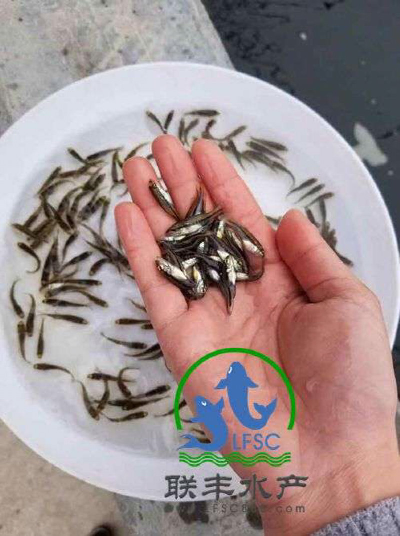 加州鲈鱼苗