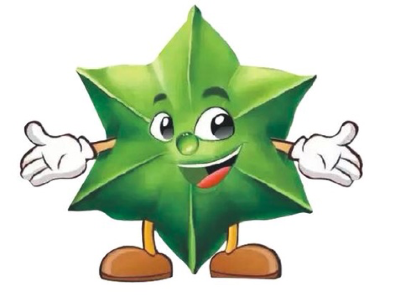 美藤果种子，印奇果种子，星油藤种子