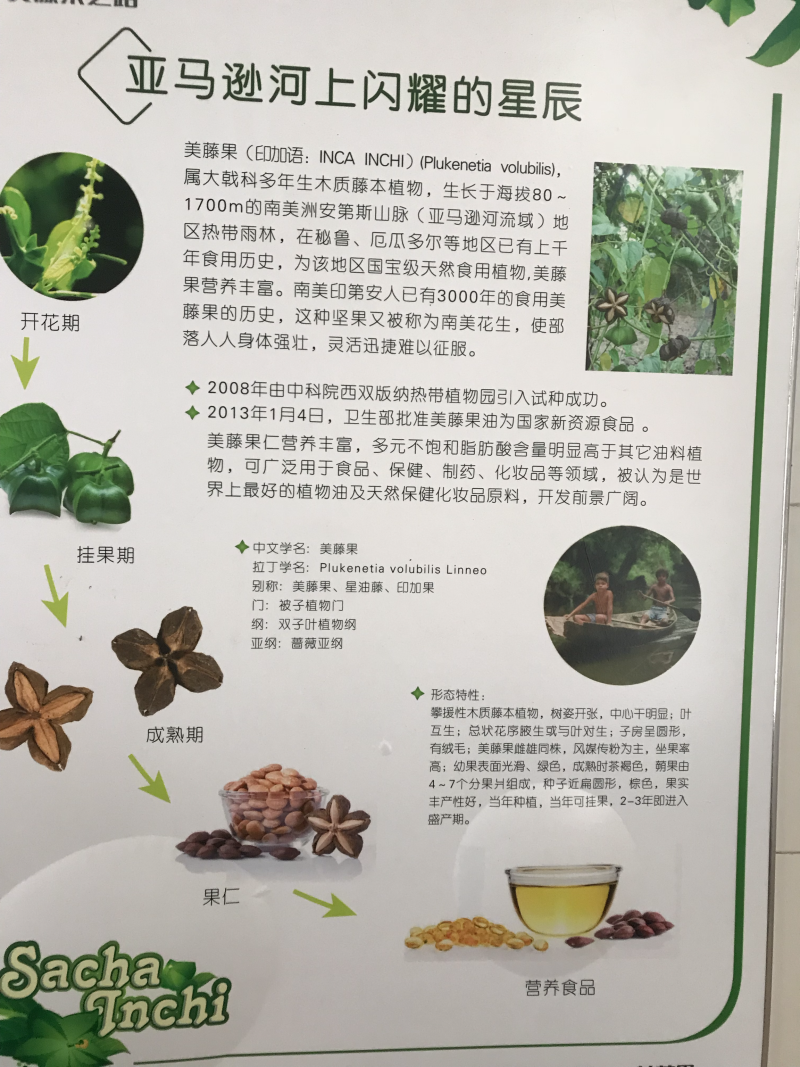 美藤果种子，印奇果种子，星油藤种子