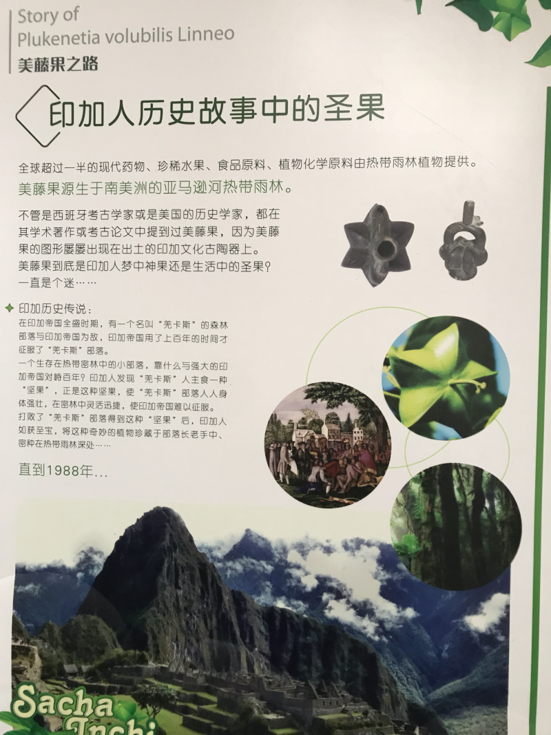 美藤果种子，印奇果种子，星油藤种子