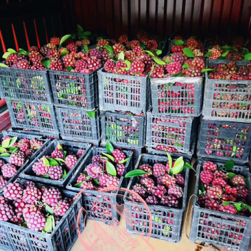 布福娜黑老虎种子