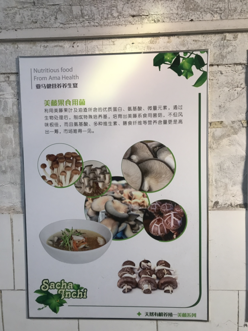 美藤果，印奇果，星油藤