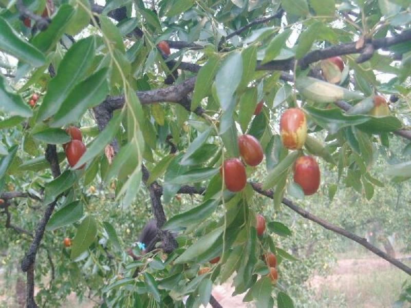 枣树苗活苗特大嫁接沾化冬枣果树苗南方北方盆栽地栽种植当年