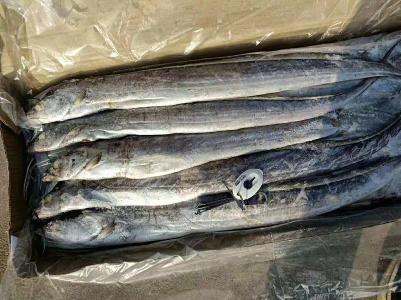 刀鱼