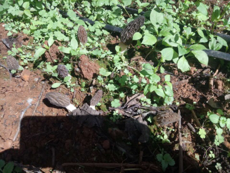 特价爆款持续到春节