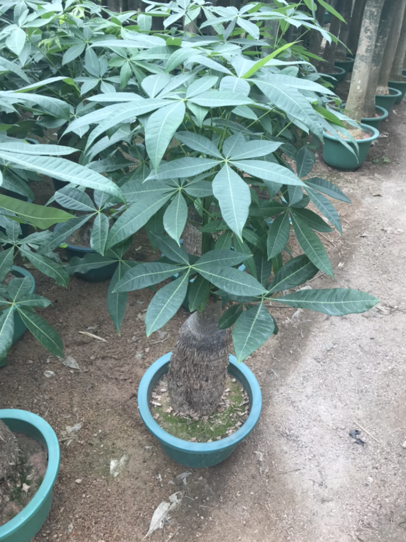 发财树