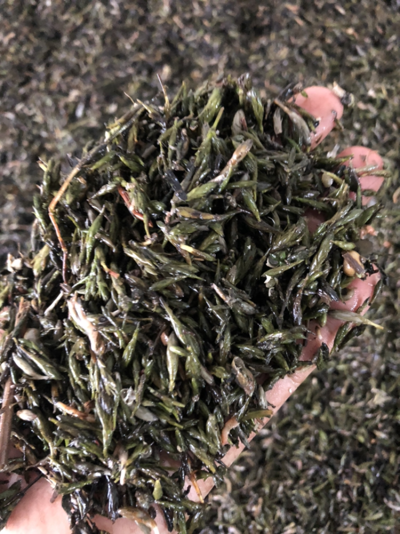轮叶黑藻芽苞