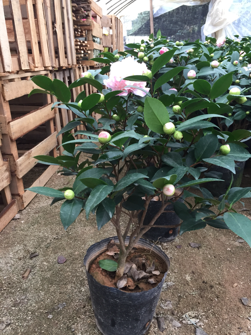 香妃茶花（烈香茶花）210杯盆栽茶花开花带香味基地直销