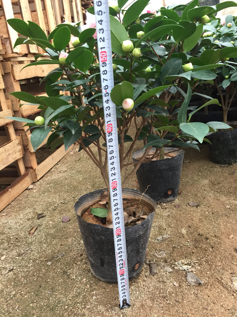 香妃茶花（烈香茶花）210杯盆栽茶花开花带香味基地直销
