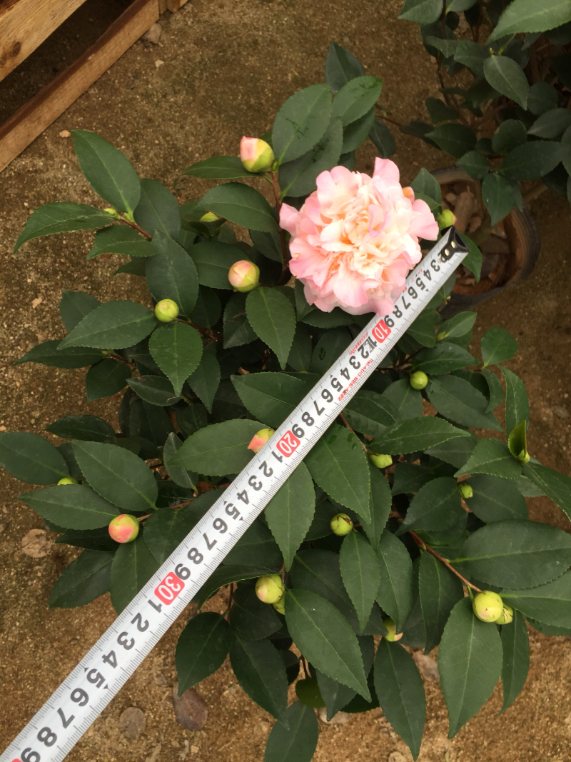 香妃茶花（烈香茶花）210杯盆栽茶花开花带香味基地直销