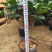 香妃茶花（烈香茶花）210杯盆栽茶花开花带香味基地直销