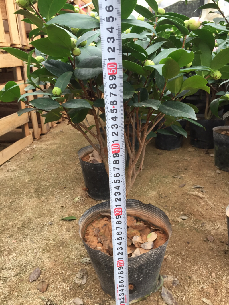 香妃茶花（烈香茶花）210杯盆栽茶花开花带香味基地直销