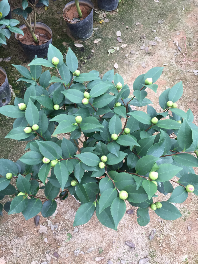 香妃茶花（烈香茶花）210杯盆栽茶花开花带香味基地直销