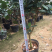 香妃茶花（烈香茶花）210杯盆栽茶花开花带香味基地直销