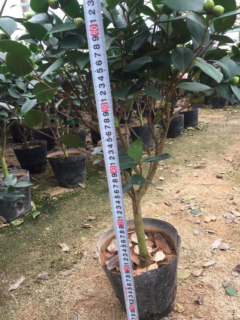 香妃茶花（烈香茶花）210杯盆栽茶花开花带香味基地直销