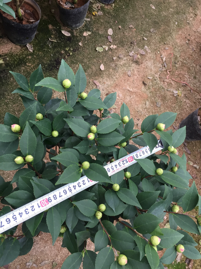 香妃茶花（烈香茶花）210杯盆栽茶花开花带香味基地直销