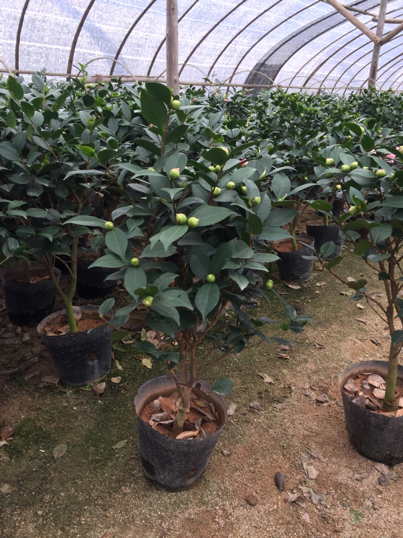 香妃茶花（烈香茶花）210杯盆栽茶花开花带香味基地直销