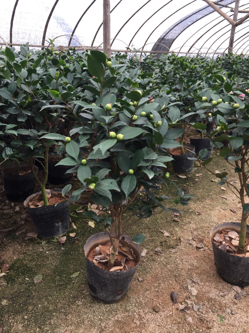 香妃茶花（烈香茶花）210杯盆栽茶花开花带香味基地直销