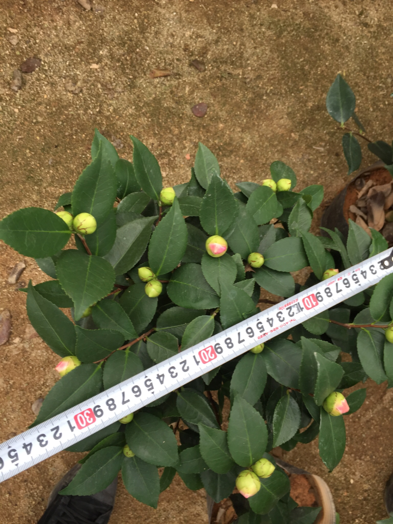 香妃茶花（烈香茶花）210杯盆栽茶花开花带香味基地直销