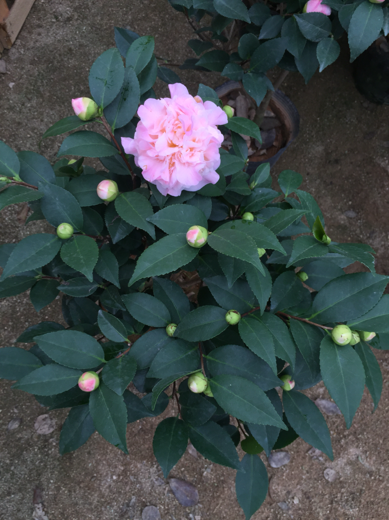 香妃茶花（烈香茶花）210杯盆栽茶花开花带香味基地直销