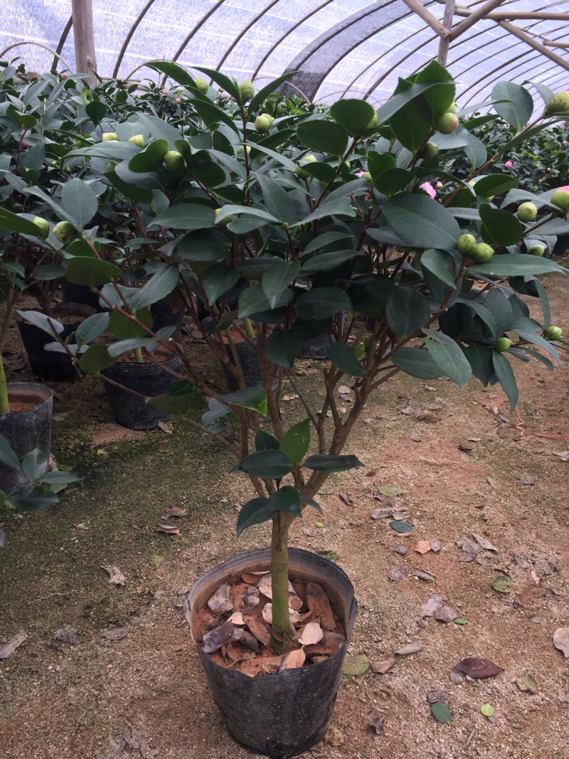 香妃茶花（烈香茶花）210杯盆栽茶花开花带香味基地直销