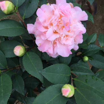 香妃茶花（烈香茶花）210杯盆栽茶花开花带香味基地直销
