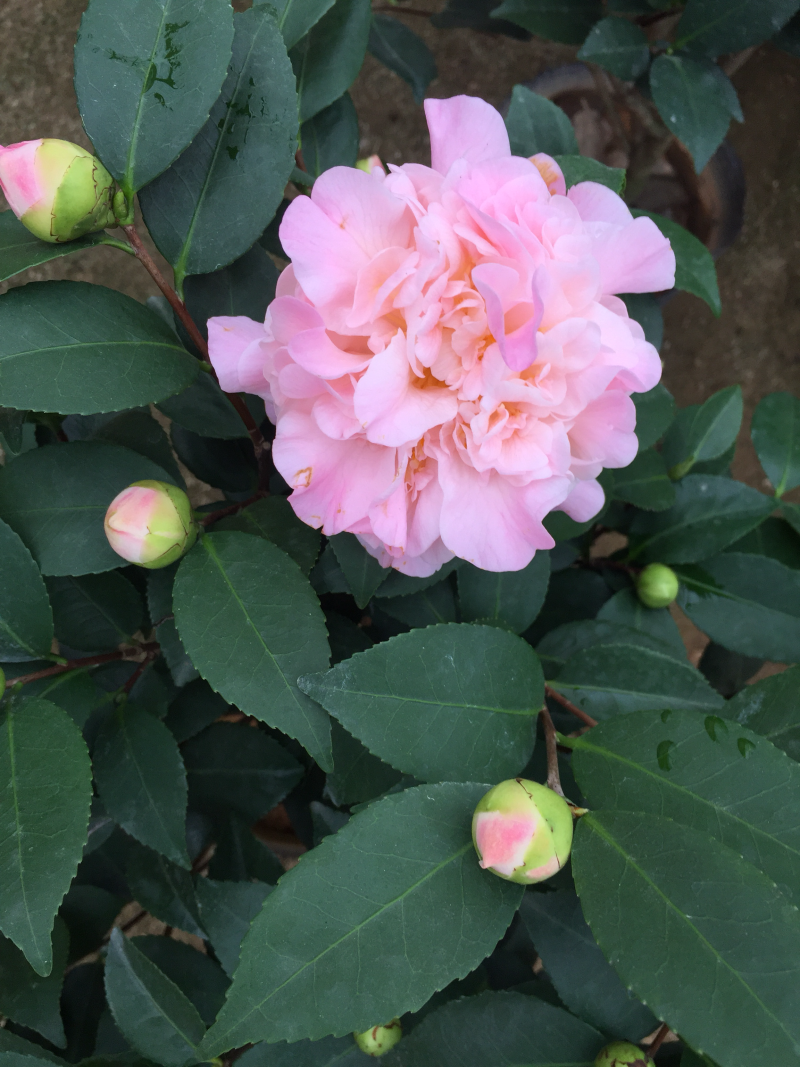 香妃茶花（烈香茶花）210杯盆栽茶花开花带香味基地直销