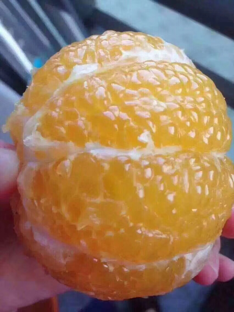 胡柚