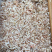 虾皮咸，压板货