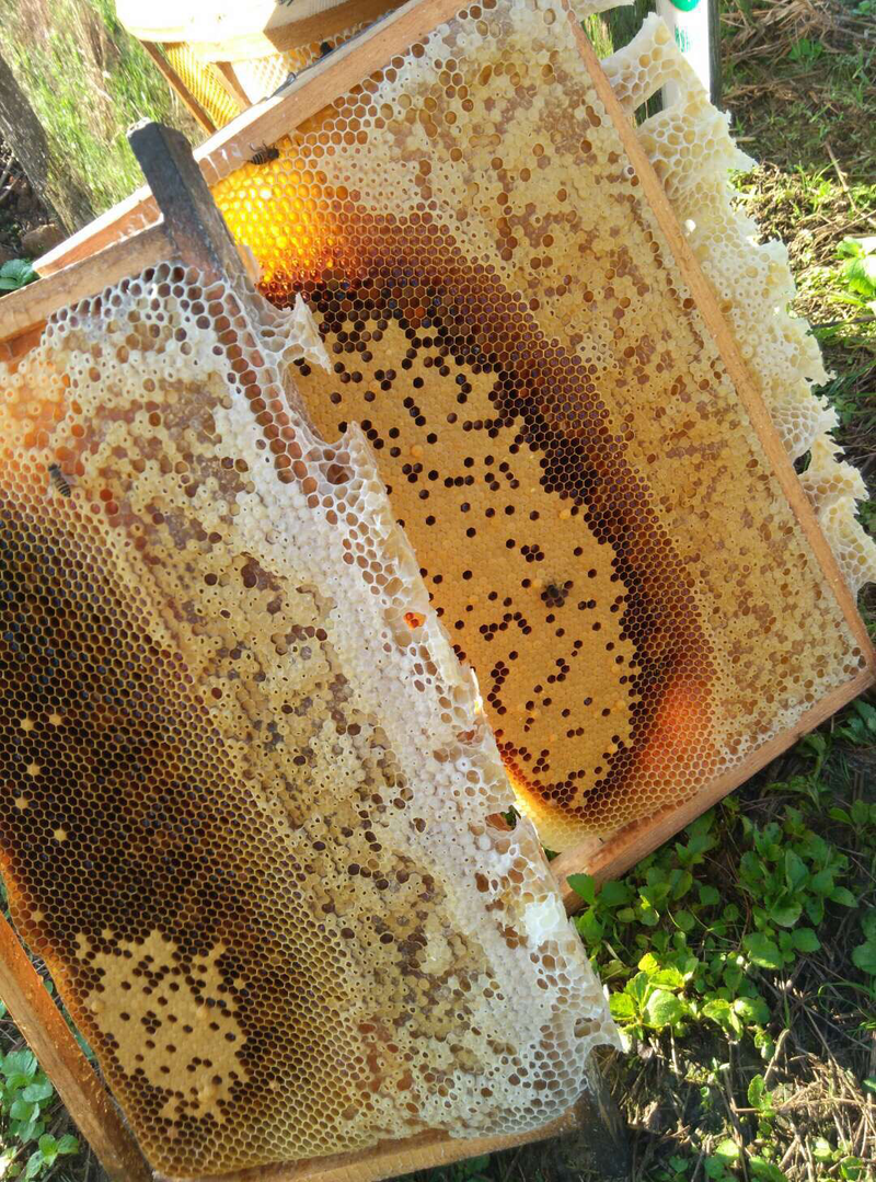 农家野生鸭脚木蜂蜜
