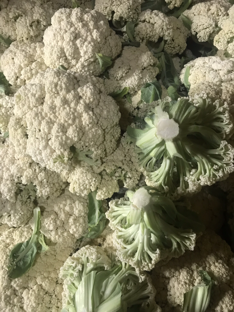 108天精品小米花