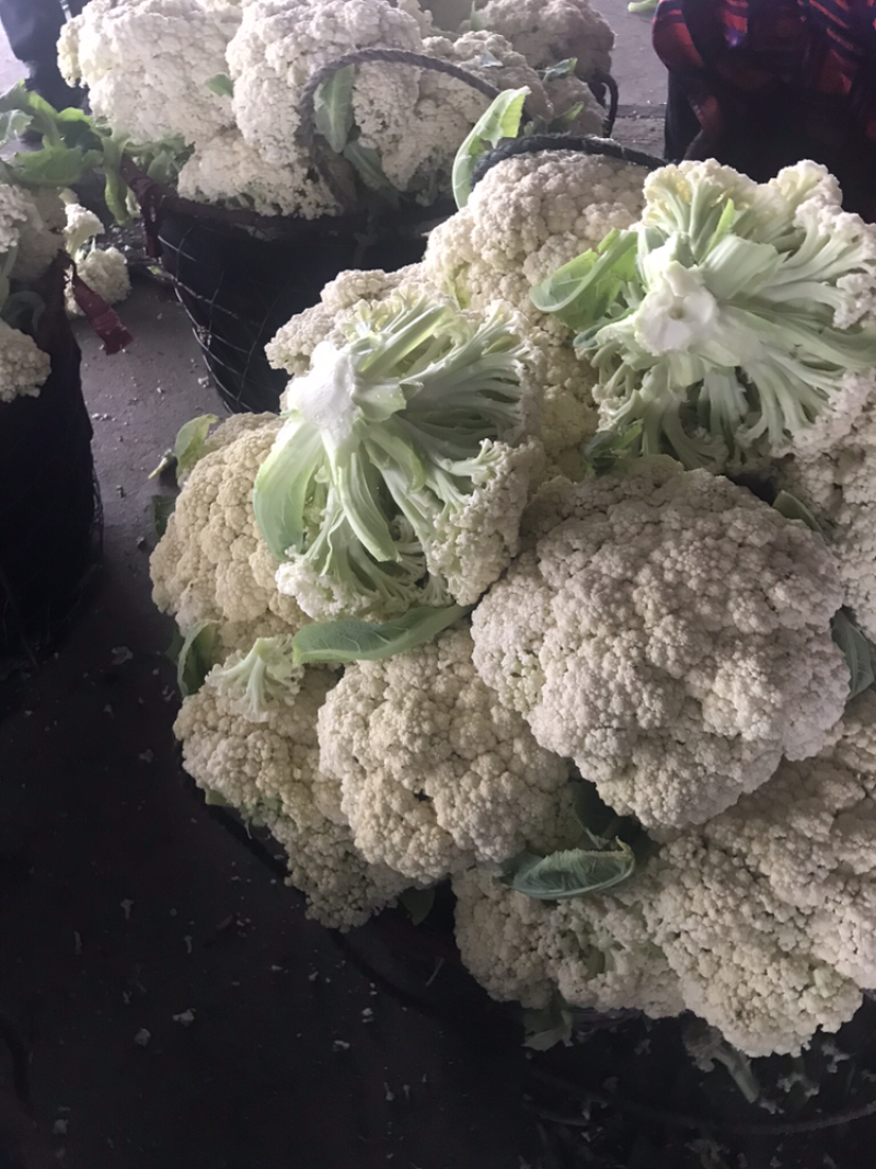 108天精品小米花