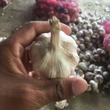 大蒜，紫皮蒜，四六瓣，聊城紫皮蒜，现已开始大量上市