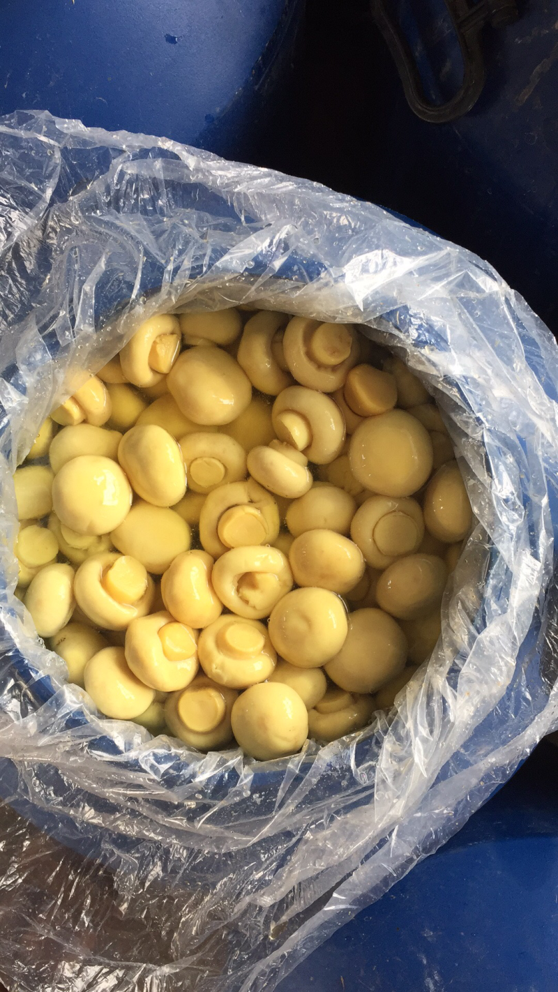优质的按钮蘑菇