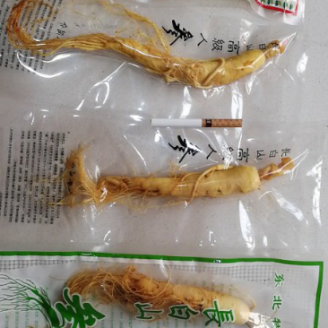 人参