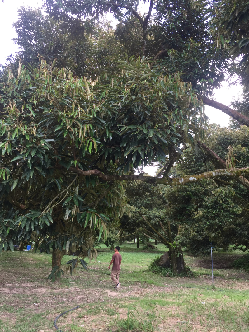 榴莲队长DurianCaptain马来西亚果园直供猫