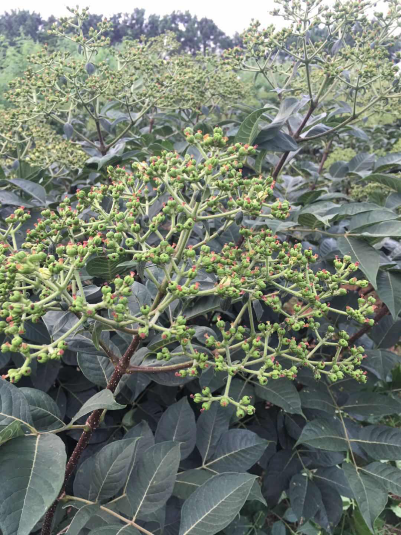 中花吴茱萸扦插，大统苗