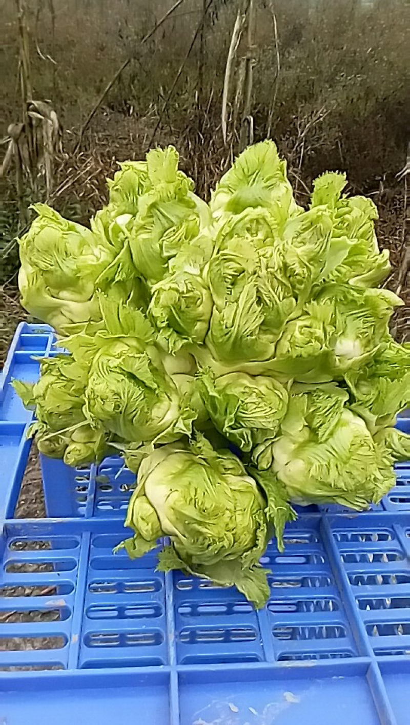 儿菜