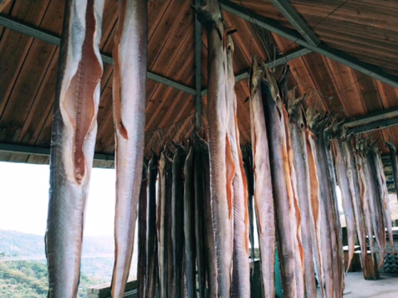 （爆品）批发舟山风鳗肉质白嫩香且爽口味道鲜美