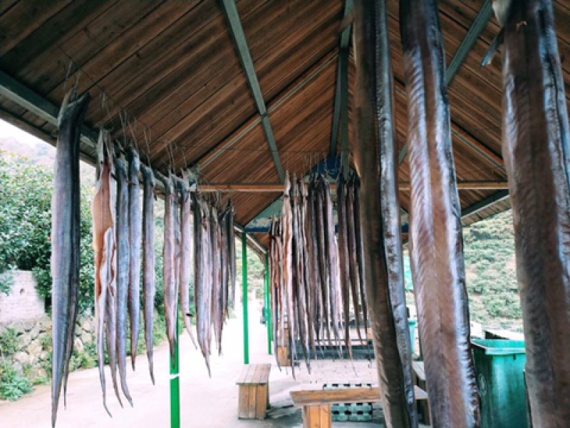 （爆品）批发舟山风鳗肉质白嫩香且爽口味道鲜美