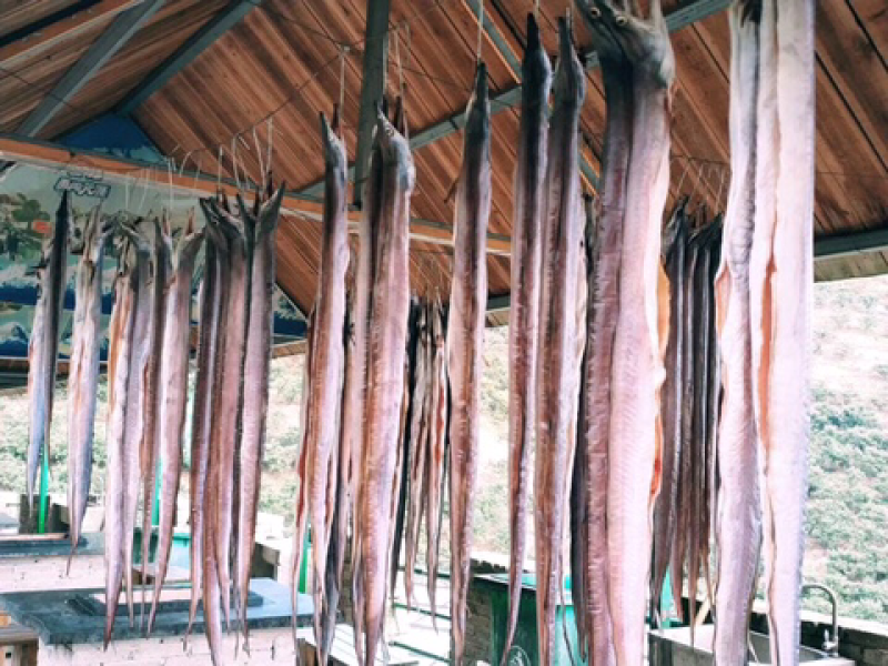 （爆品）批发舟山风鳗肉质白嫩香且爽口味道鲜美